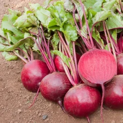 Bio-Jungpflanzen Wunderlich Gemüsejungpflanzen für das Hochbeet Set 1 und 2 Hot