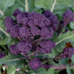 Bio-Jungpflanzen Wunderlich Gemüsejungpflanzen für das Hochbeet Set 1 und 2 Hot