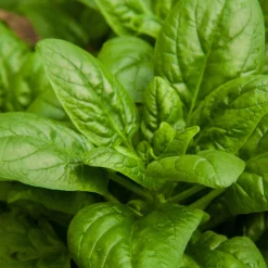 Bio-Jungpflanzen Wunderlich Gemüsejungpflanzen für das Hochbeet Set 1 und 2 Hot