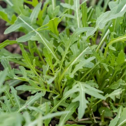 Bio-Jungpflanzen Wunderlich Gemüsejungpflanzen für das Hochbeet Set 1 und 2 Hot