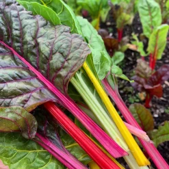 Bio-Jungpflanzen Wunderlich Gemüsejungpflanzen für das Hochbeet Set 1 und 2 Hot