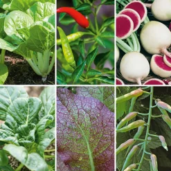 Manufactum Gemüsesamen Asiatische Gemüse Clearance