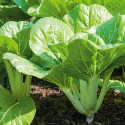 Manufactum Gemüsesamen Asiatische Gemüse Clearance