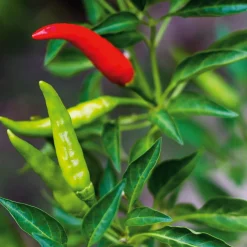 Manufactum Gemüsesamen Asiatische Gemüse Clearance