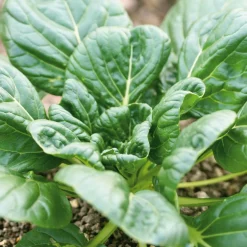 Manufactum Gemüsesamen Asiatische Gemüse Clearance