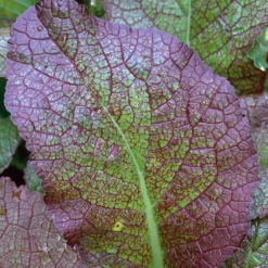 Manufactum Gemüsesamen Asiatische Gemüse Clearance