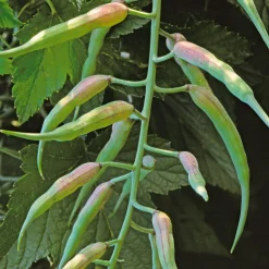 Manufactum Gemüsesamen Asiatische Gemüse Clearance