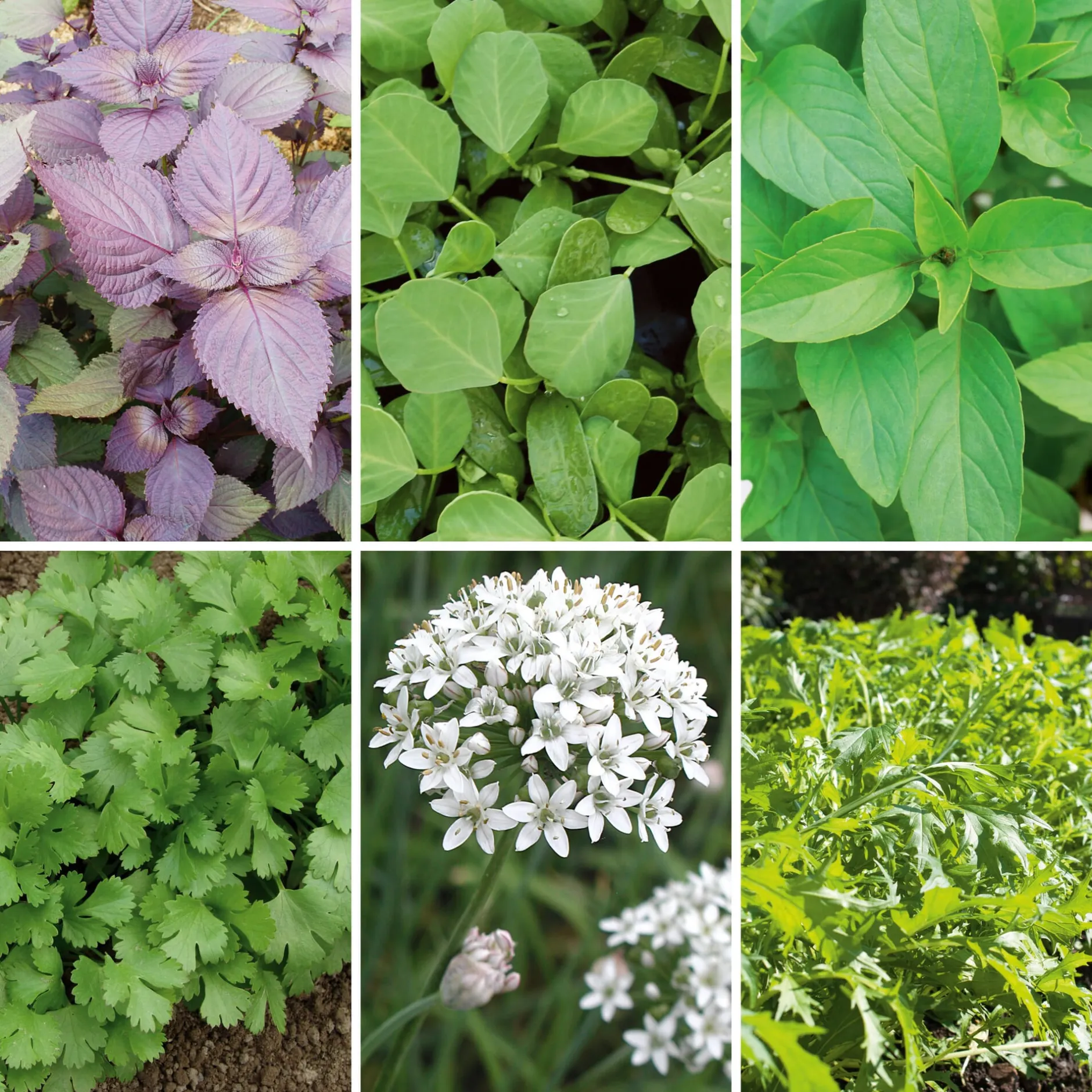 Gartenrot - Anja Walessa Gemüsesamen Asiatische Kräuter