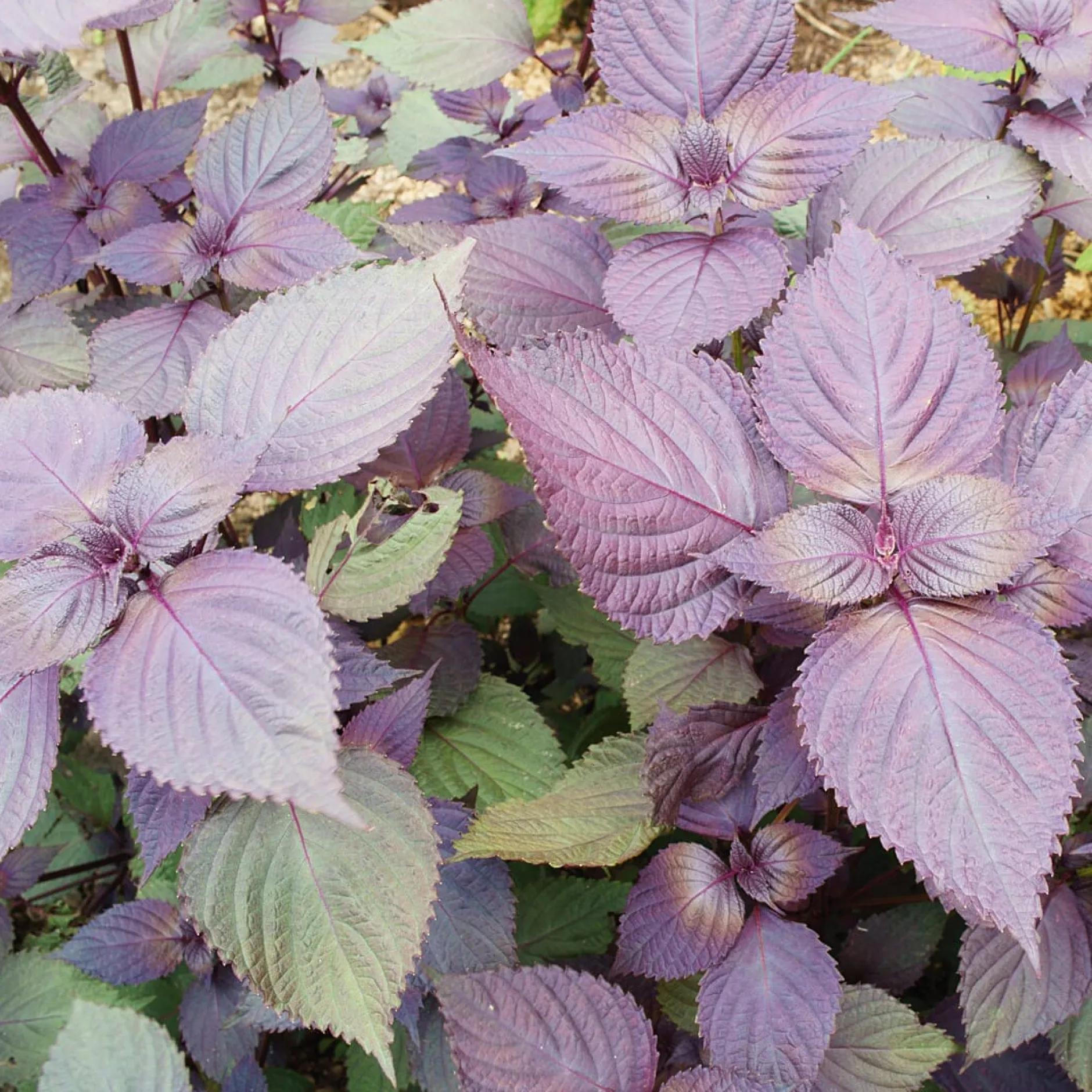 Gartenrot - Anja Walessa Gemüsesamen Asiatische Kräuter