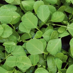 Gartenrot - Anja Walessa Gemüsesamen Asiatische Kräuter