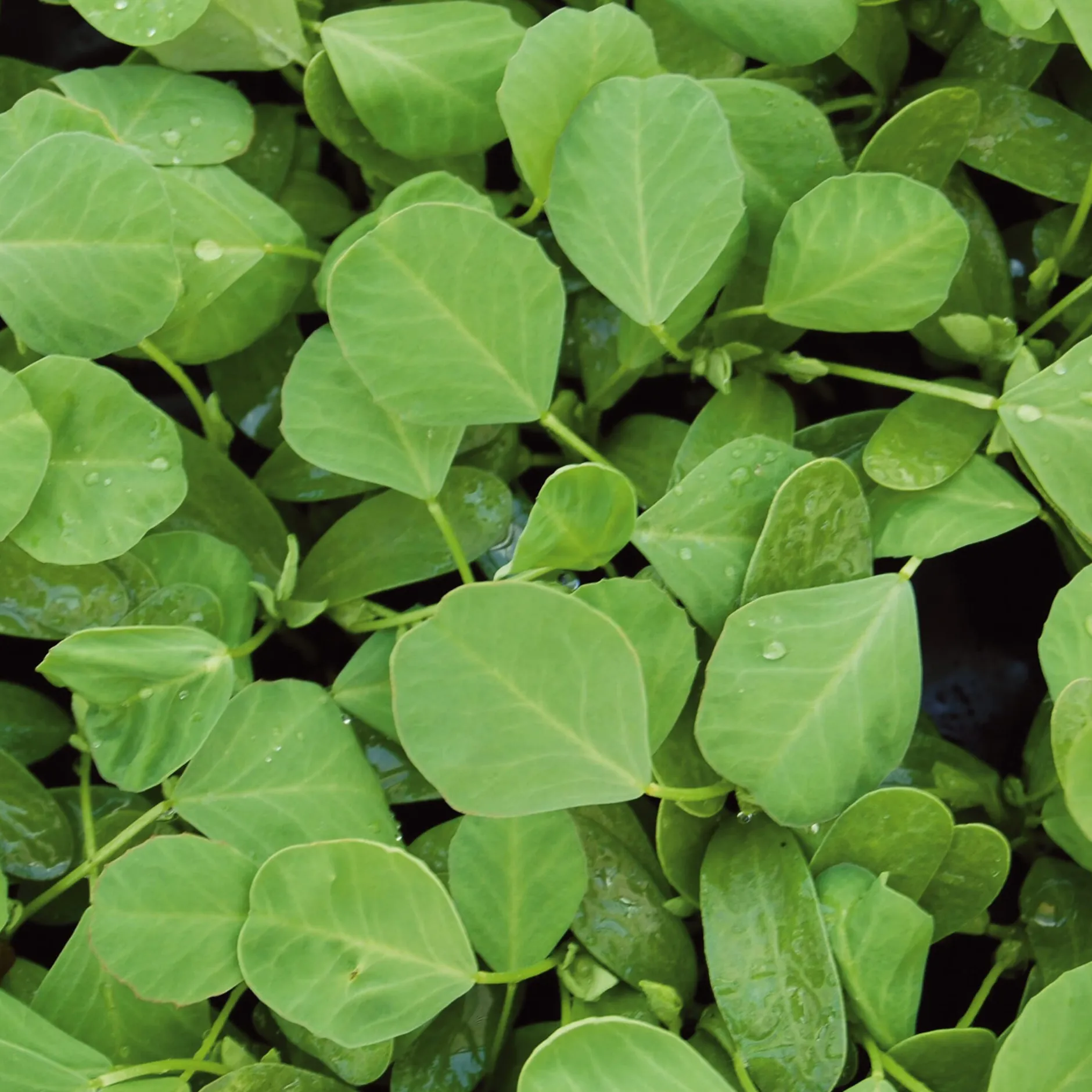 Gartenrot - Anja Walessa Gemüsesamen Asiatische Kräuter