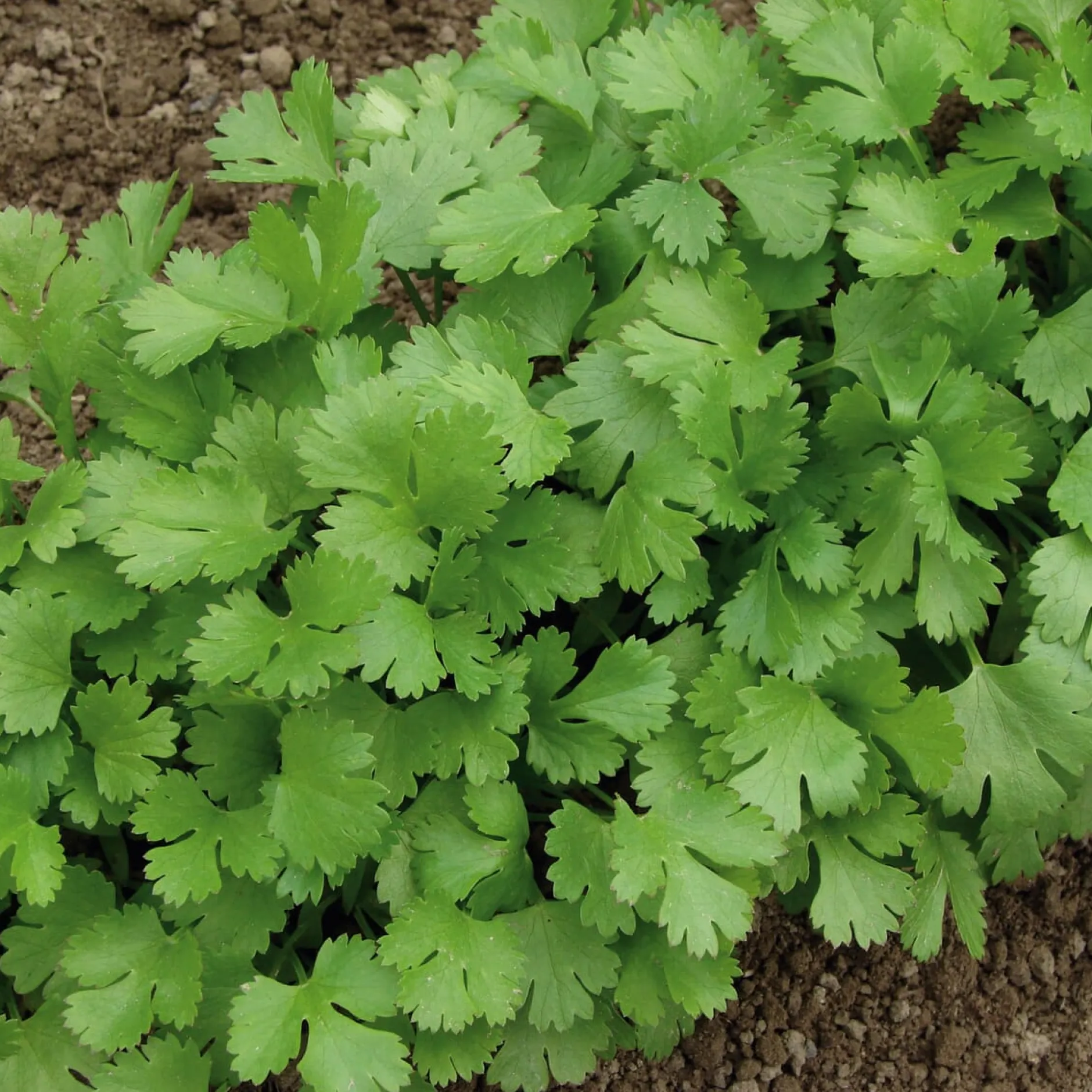 Gartenrot - Anja Walessa Gemüsesamen Asiatische Kräuter