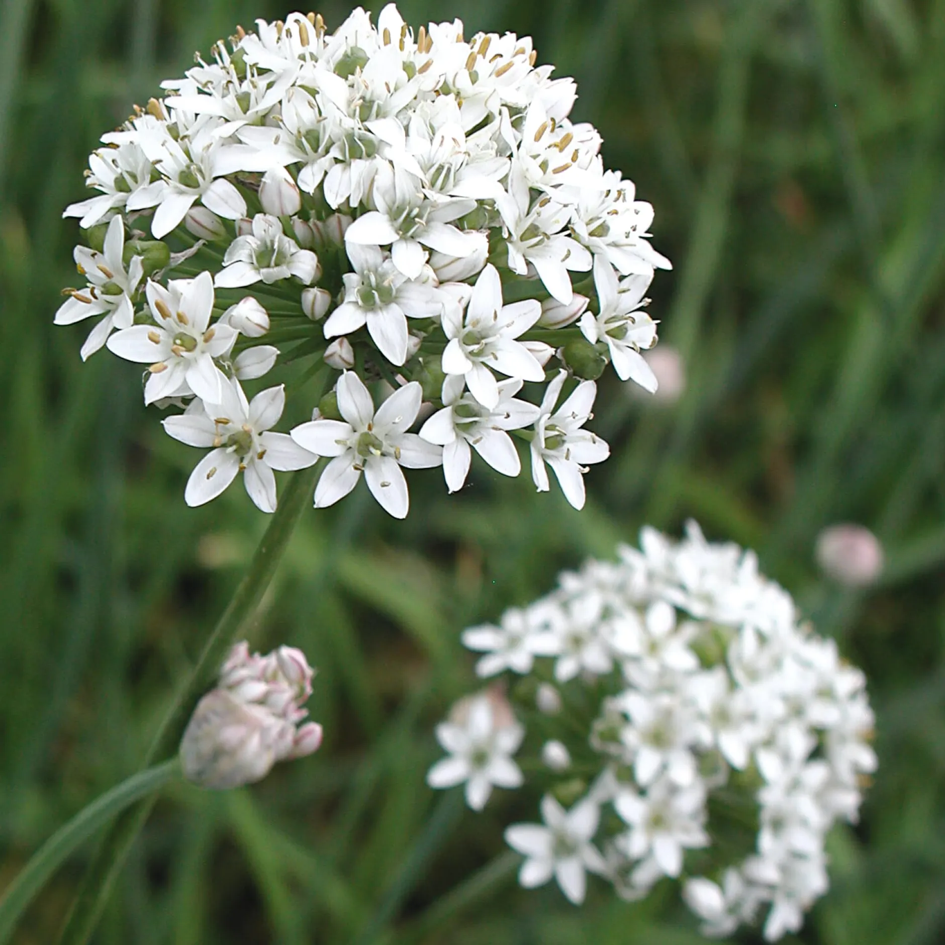 Gartenrot - Anja Walessa Gemüsesamen Asiatische Kräuter