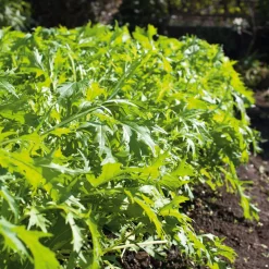 Gartenrot - Anja Walessa Gemüsesamen Asiatische Kräuter