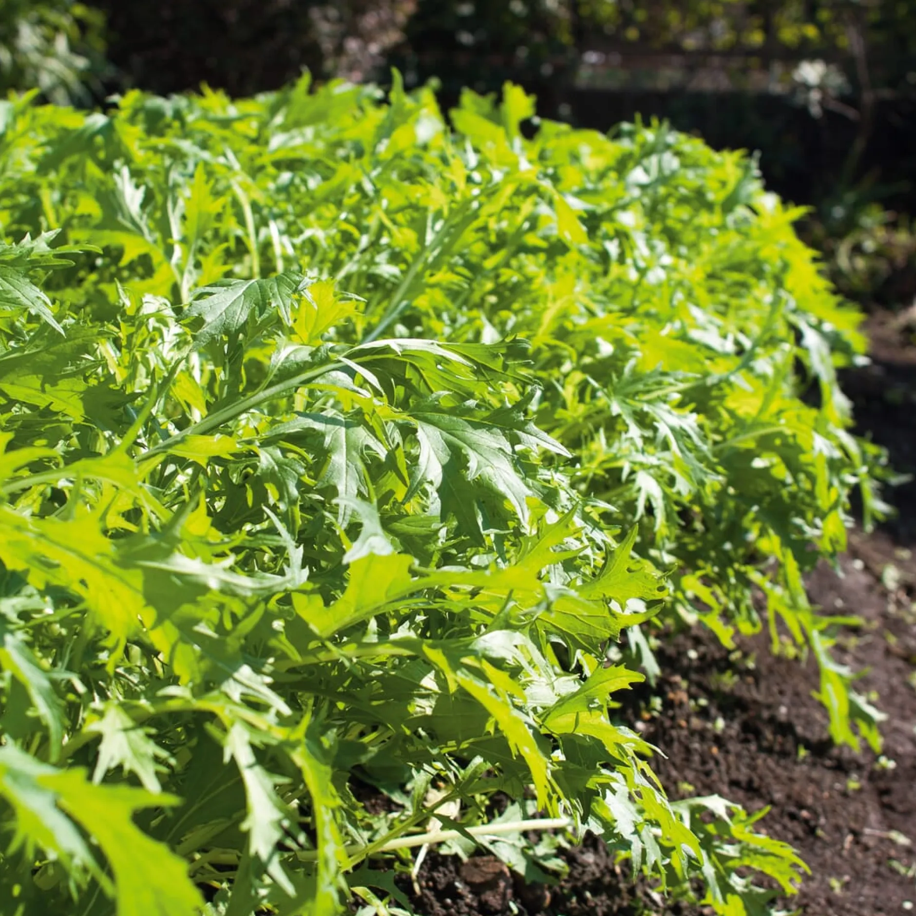 Gartenrot - Anja Walessa Gemüsesamen Asiatische Kräuter