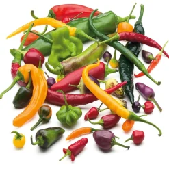 Samenarchiv Gerhard Bohl Gemüsesamen Balkonfruchtgemüse Sale