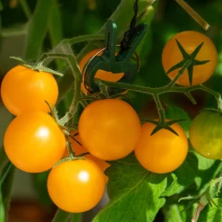 Samenarchiv Gerhard Bohl Gemüsesamen Balkonfruchtgemüse Sale