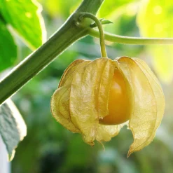 Samenarchiv Gerhard Bohl Gemüsesamen Balkonfruchtgemüse Sale