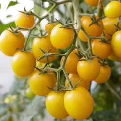 Samenarchiv Gerhard Bohl Gemüsesamen Balkonfruchtgemüse Sale