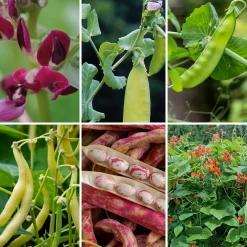 Manufactum Gemüsesamen Besondere Bohnen und Erbsen Clearance