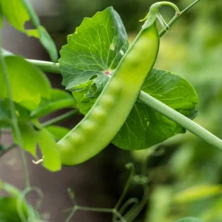 Manufactum Gemüsesamen Besondere Bohnen und Erbsen Clearance