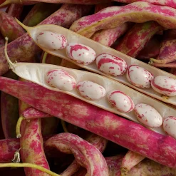 Manufactum Gemüsesamen Besondere Bohnen und Erbsen Clearance