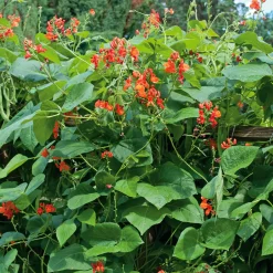 Manufactum Gemüsesamen Besondere Bohnen und Erbsen Clearance