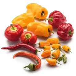 Manufactum Gemüsesamen Besondere Chilis und Paprika Discount