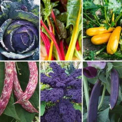 Manufactum Gemüsesamen Dekorative Gemüse Online