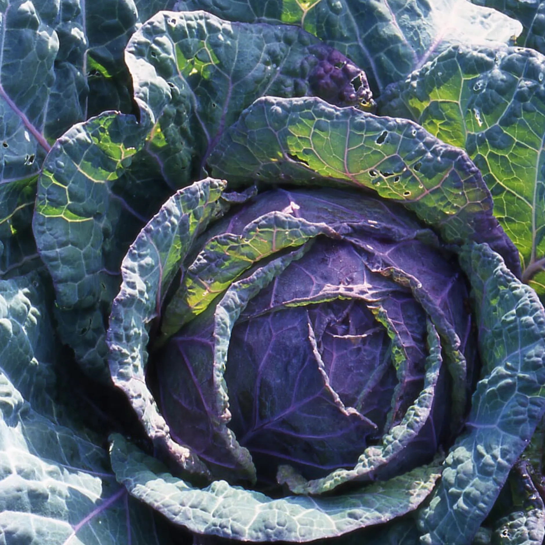 Manufactum Gemüsesamen Dekorative Gemüse Online