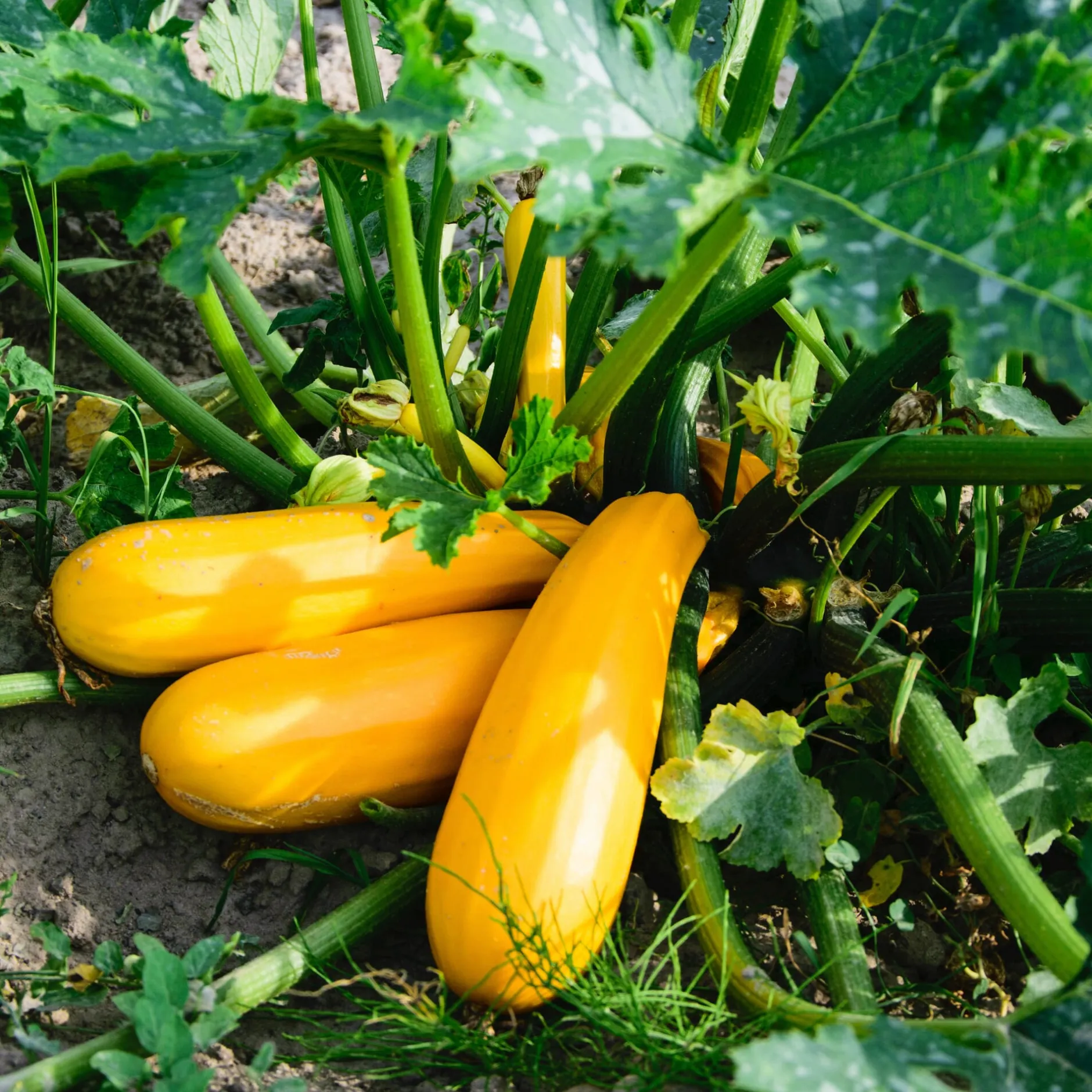 Manufactum Gemüsesamen Dekorative Gemüse Online