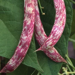 Manufactum Gemüsesamen Dekorative Gemüse Online