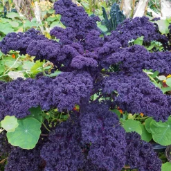 Manufactum Gemüsesamen Dekorative Gemüse Online