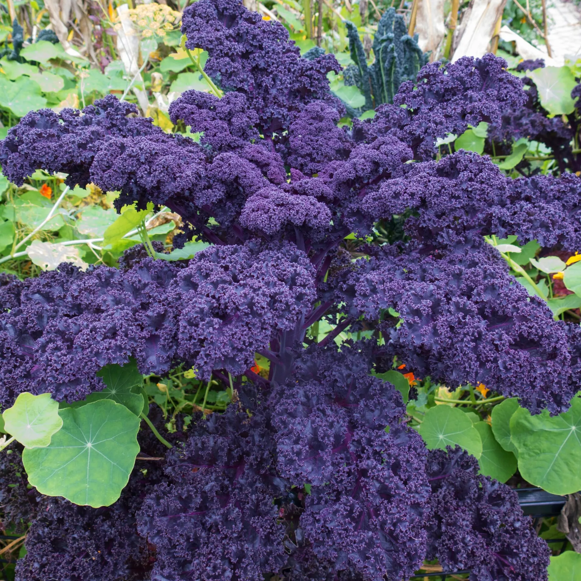 Manufactum Gemüsesamen Dekorative Gemüse Online