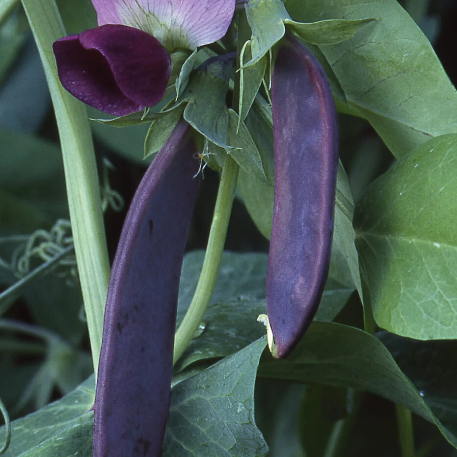 Manufactum Gemüsesamen Dekorative Gemüse Online