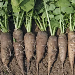 Manufactum Gemüsesamen Gemüse aus deutschen Regionen Hot