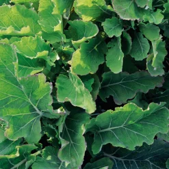 Manufactum Gemüsesamen Gemüse aus deutschen Regionen Hot