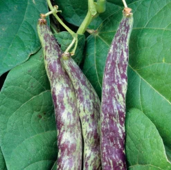 Manufactum Gemüsesamen Gemüsespezialitäten europäischer Regionen Sale