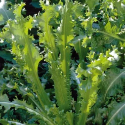 Manufactum Gemüsesamen Gemüsespezialitäten europäischer Regionen Sale