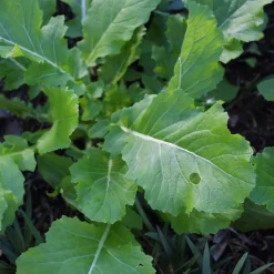 Manufactum Gemüsesamen Gemüsespezialitäten europäischer Regionen Sale