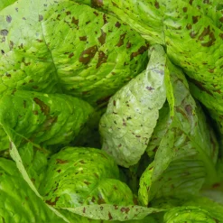 Manufactum Gemüsesamen Gemüsespezialitäten europäischer Regionen Sale