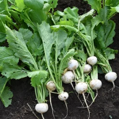 Manufactum Gemüsesamen Gemüsespezialitäten europäischer Regionen Sale