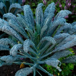 Samenarchiv Gerhard Bohl Gemüsesamen Historische Blattgemüse Clearance
