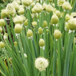 Samenarchiv Gerhard Bohl Gemüsesamen Historische Blattgemüse Clearance