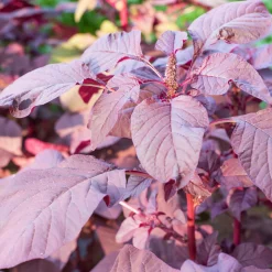 Samenarchiv Gerhard Bohl Gemüsesamen Historische Blattgemüse Clearance
