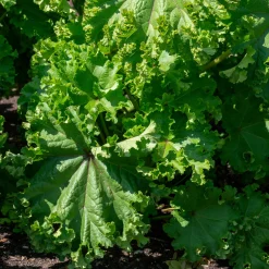 Samenarchiv Gerhard Bohl Gemüsesamen Historische Blattgemüse Clearance