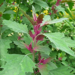 Samenarchiv Gerhard Bohl Gemüsesamen Historische Blattgemüse Clearance