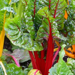 Samenarchiv Gerhard Bohl Gemüsesamen Historische Blattgemüse Clearance
