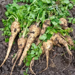 Samenarchiv Gerhard Bohl Gemüsesamen Historische Wurzelgemüse Sale