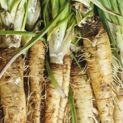 Samenarchiv Gerhard Bohl Gemüsesamen Historische Wurzelgemüse Sale